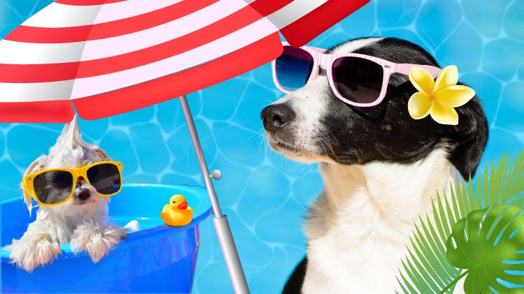Pooch Plunge