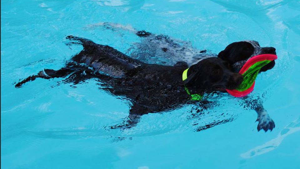 BEL_Pooch Plunge Dog Swim.jpg